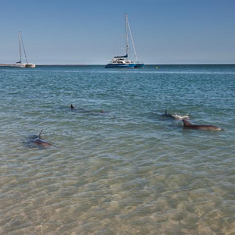060 Shark Bay, monkey mia, dolfijnen.jpg